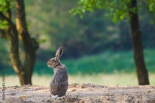 feld hase Stock Photo | Adobe Stock feld hase Stock Photo