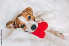 Page 5 | Russell Dog Stock Photos, Images and Backgrounds for Free Download