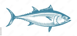 Diagram showing different parts of tuna 448343 Vector Art at Vecteezy Download Diagram showing different parts of tuna for free