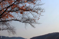 단풍잎 Stock 사진 | Adobe Stock 단풍잎 Stock 사진