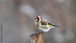 Goldfinch Stock Video Footage for Free Download