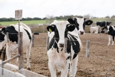 Vacas Stock Photo | Adobe Stock Vacas Stock Photo