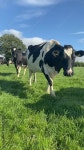 Dairy Stock Video Footage for Free Download