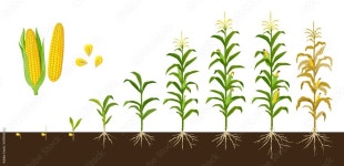 Corn 553569 Vector Art at Vecteezy Download Corn for free