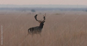 Dama Stock Video Footage for Free Download