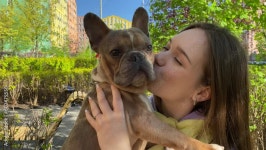 Page 4 | French Bulldog Stock Video Footage for Free Download