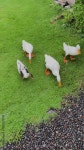 Concept poultry farming. White geese walk and eat on green lawn in backyard of farmhouse. Vertical video 4K. Stock Video | Adobe... 