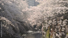 満開の桜並木 Stock ビデオ | Adobe Stock 満開の桜並木 Stock ビデオ