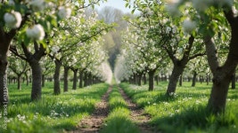 apple garden blossom background_g_1_2_1.png Stock 비디오... apple garden blossom background_g_1_2_1.png Stock 비디오