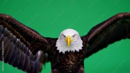 Bald eagle in flight against a green screen Stock 비디오 | Adobe Stock Bald eagle in flight against a green screen Stock 비디오