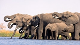 The Magnificent Elephant Photos - When Elephants Weep - National Geographic Channel - International The Magnificent Elephant
