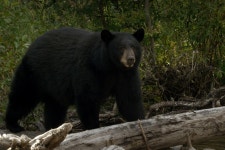 Americas National Parks - National Geographic Channel - Abu Dhabi Photos - Americas National Parks - National Geographic... 