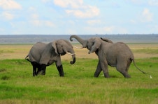 Animal Fight Club - National Geographic Channel - Abu Dhabi Photos - Animal Fight Club - National Geographic Channel - Abu Dhabi... 