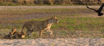 Lion Kingdom - National Geographic Channel - Abu Dhabi Photos - Lion Kingdom - National Geographic Channel - Abu Dhabi - National... 