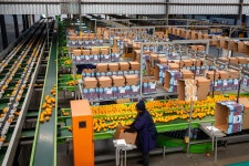 South Africas Citrus Farmers Brace For Trump Tariffs Impact - Bloomberg South Africas Citrus Farmers Brace For Trump Tariffs Impact