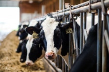 Trade War Hits U.S. Dairy Farms Missing Out on Increased Demand - Bloomberg Trade War Means U.S. Dairy Is Missing Out on Chinas... 