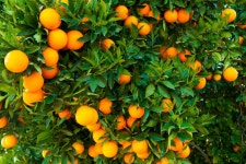 Tropicanas Oranges May Someday Be Genetically Modified With Spinach - Bloomberg Can Genetically Modifying an Orange With a... 