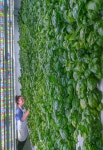ソフトバンクのビジョン・ファンド、屋内植物工場への２億ドル投資主導 - Bloomberg ソフトバンクのビジョン・ファンド、... 