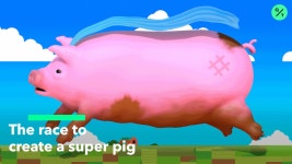 The Race to Create a Super Pig - Bloomberg The Race to Create a Super Pig