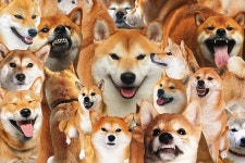Crypto Interest Drives Demand for Real Dogs - Bloomberg Shiba Inu Coin Craze Is Driving Demand for—What Else?—Shiba Inu Puppies