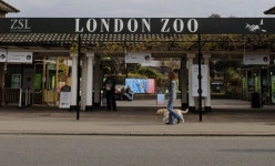 London Zoo: Escaped Gorilla Back in Enclosure; No One Hurt - Bloomberg London Zoo: Escaped Gorilla Back in Enclosure; No One Hurt