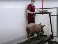 Elon Musk Unveils Neuralink Brain Computer Implanted in Pigs - Bloomberg Elon Musk Unveils Brain Computer Implanted in Pigs