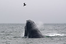 Research Shows Why We Should Worry When Whale Song Stops - Bloomberg Why We Should Worry When Whales Stop Singing