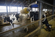 Cows Under Climate Microscope as Poop to Burps Gets Treatment - Bloomberg Cow Manure Power Station in Japan Extends Battle to... 