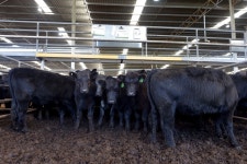 Beijing Lifts Beef Ban, Energy Stocks, Kiwi Dollar: Australia Briefing - Bloomberg Beijing Lifts Aussie Meat Works Ban