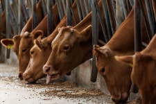 DSM Inks Deal to Sell Animal Health Business to CVC Capital - Bloomberg DSM Inks Deal to Sell Animal Health Business to CVC Capital