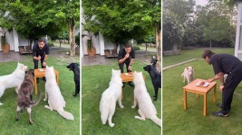 Pet Love: Latest Articles, Videos and Photos of Pet Love - Telegraph India