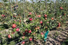 Uttarakhand | Warming climate causing sharp decline in fruit yields in Uttarakhand: Study - Telegraph India Warming climate... 