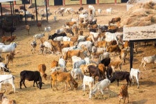 Opinion on News - Editorial Column, Analysis, Comments Political Editorial - Telegraph India