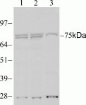 STAT4 Recombinant Rabbit Monoclonal Antibody (2H9L5)