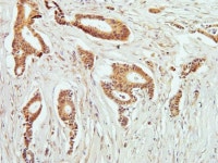 				         axon guidance Antibodies			           					    		        	    