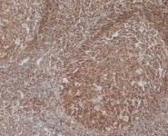 BCL10 Primary Antibodies