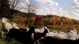 Perspectives From Pennsylvania’s Farm Country, November 2020 | Vogue Perspectives From Pennsylvania’s Farm Country, November 2020