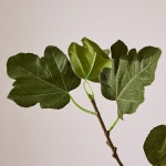 Faux Fig Tree Branch