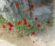 유성물산교역 유동 자연산 골뱅이 400g (2개) : 다나와 가격비교 [다나와] 유성물산교역 유동 자연산 골뱅이 400g (2개)