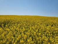 다데 인조 양모 세차 장갑 워시미트 DD-11811 (1개) : 다나와 가격비교 [다나와] 다데 인조 양모 세차 장갑 워시미트 DD-11811 (1개)