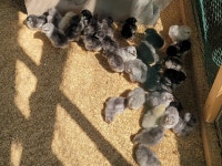 늘푸른농원 아리-50 디지털 자동부화기 : 다나와 가격비교 [다나와] 늘푸른농원 아리-50 디지털 자동부화기