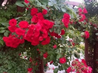 오네스토펫푸드 ㅤ헬시브로스 소고기 황태 180ml (1개) : 다나와 가격비교 [다나와] 오네스토펫푸드 ㅤ헬시브로스 소고기 황태 180ml (1개)