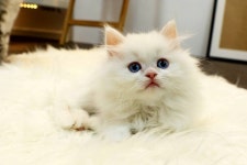 퓨리나 ㅤ도그썬 진수성찬 어덜트 2kg (1개) : 다나와 가격비교 [다나와] 퓨리나 ㅤ도그썬 진수성찬 어덜트 2kg (1개)