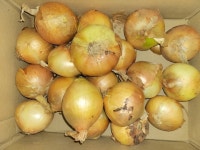 영흥농산영농조합법인 무안 양파 특소 3kg (1개) : 다나와 가격비교 [다나와] 영흥농산영농조합법인 무안 양파 특소 3kg (1개)