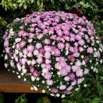 애플비 생각놀이 2-6세 한글 세트 : 다나와 가격비교 [다나와] 애플비 생각놀이 2-6세 한글 세트