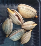 우체국쇼핑 국내산 싱싱대합 개조개 1kg : 다나와 가격비교 [다나와] 우체국쇼핑 국내산 싱싱대합 개조개 1kg