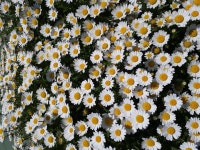 동호상사 실버백세 DH-202 : 다나와 가격비교 [다나와] 동호상사 실버백세 DH-202