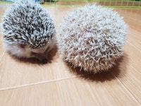 수퍼주 프리미엄 고슴도치 600g /도치랑/도치모이 : 다나와 가격비교 [다나와] 수퍼주 프리미엄 고슴도치 600g /도치랑/도치모이