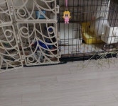 ㅤ대성펫 에이플러스 자연애 티모시 건초 1kg (3개) : 다나와 가격비교 [다나와] ㅤ대성펫 에이플러스 자연애 티모시 건초 1kg (3개)