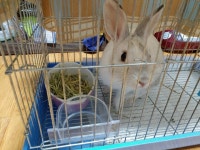 ㅤ대성펫 자연애 티모시 건초 3kg (1개) : 다나와 가격비교 [다나와] ㅤ대성펫 자연애 티모시 건초 3kg (1개)